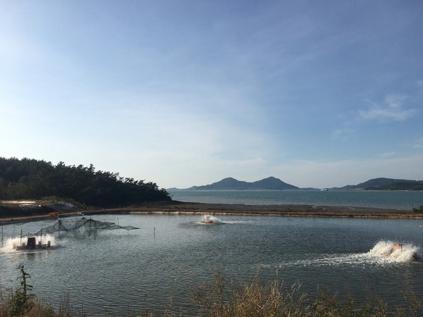 새우 양식장 전경1
