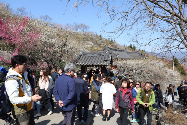 광양매화축제 관광객 방문