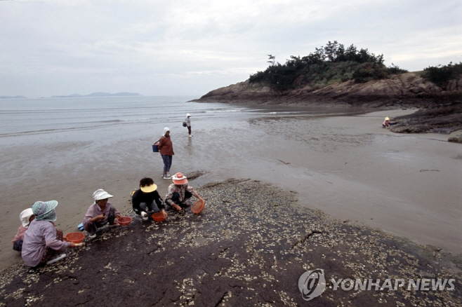 갯벌 연합자료