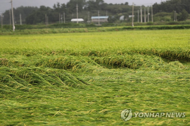태풍에 쓰러진 벼 연합자료