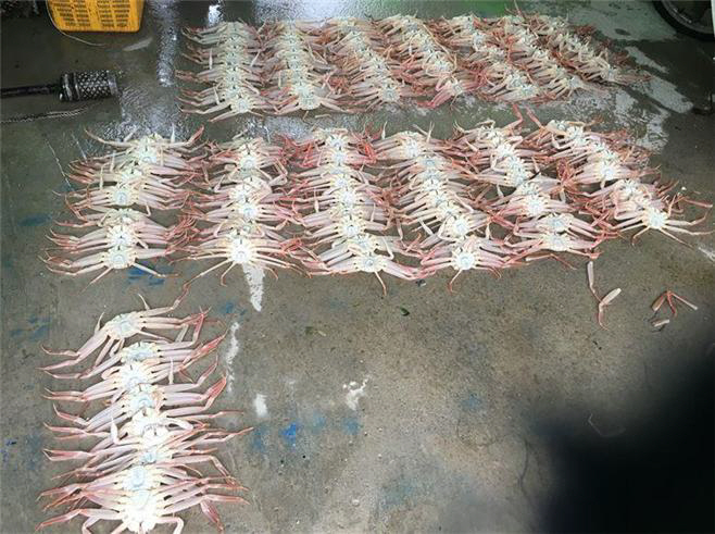 울진대게 수산자원 보호에 총력!!