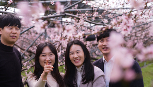 청도복사꽃 (1)