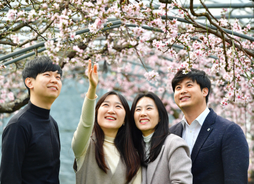 청도복사꽃 (2)