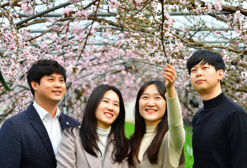 청도복사꽃 (3)