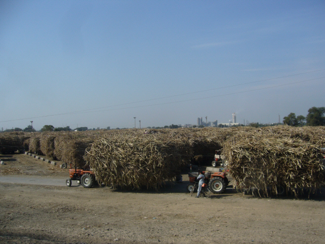 Sugarcane_in_Pakistan