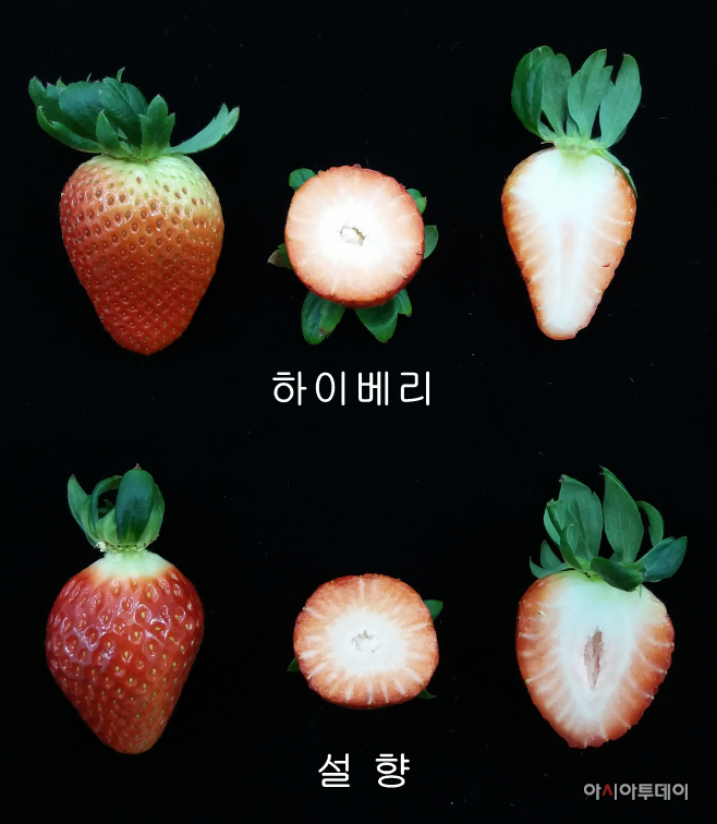 충남도, 딸기 신품종 ‘하이베리’ 매력 선보여