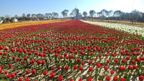 튤립축제