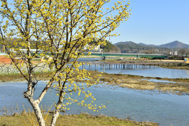 황룡강변에 핀 산수유