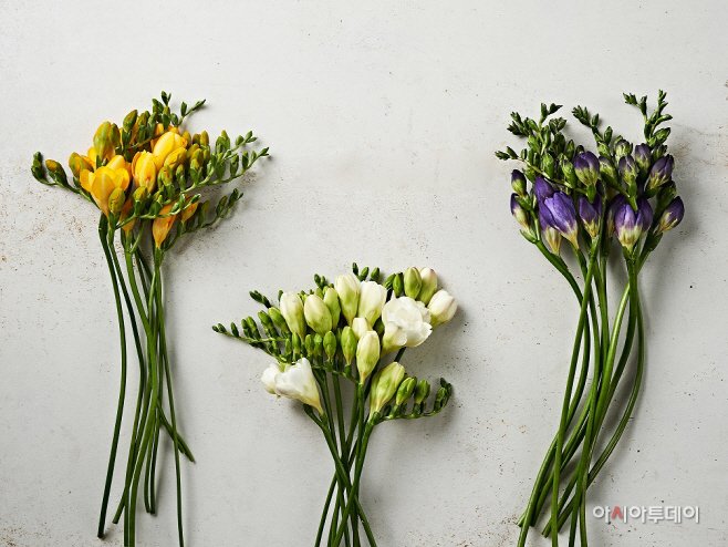 [사진 1] 마켓컬리 '농부의 꽃' 판매 40일만에 10만송이 판매