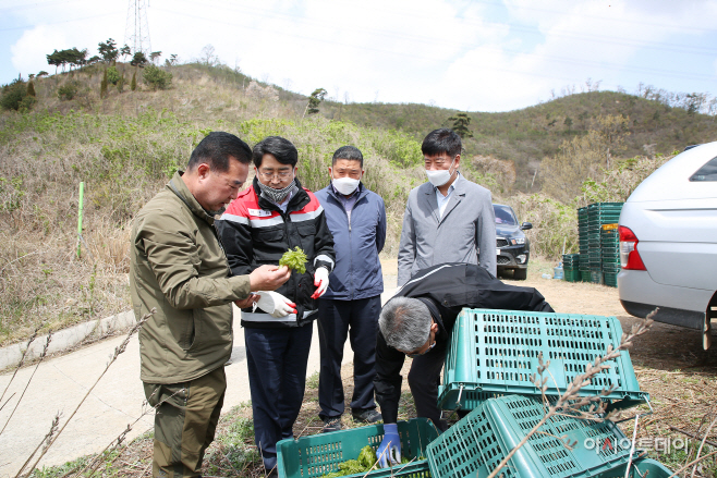 서산시, 음나무 순 수확 ‘한창’