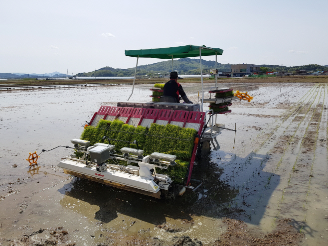 3-0427_안동시자료사진-모내기)