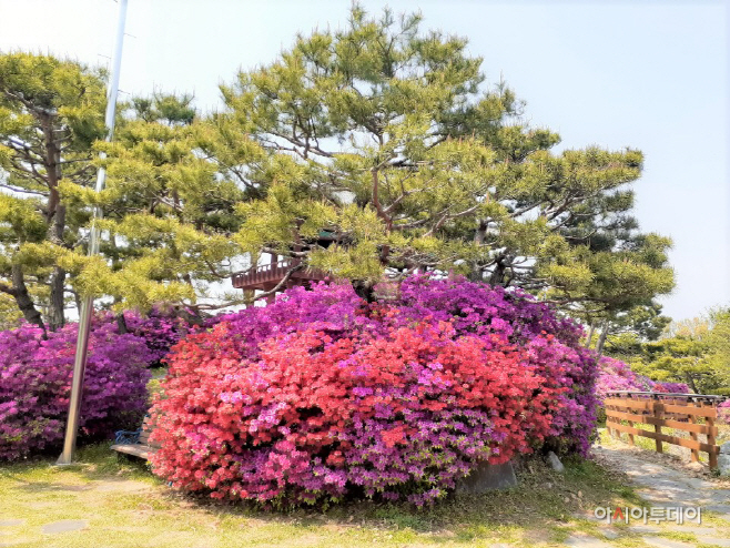여주 영월근린공원 진홍빛 철쭉