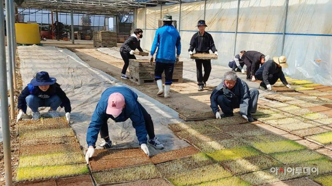 서산시 공직자, 농촌일손 돕기 ‘구슬땀’