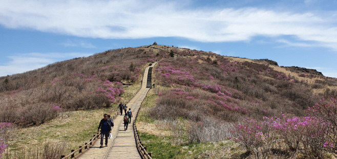 털진달래 개화사진