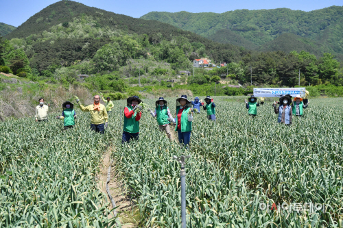청도농번기일손돕기실시