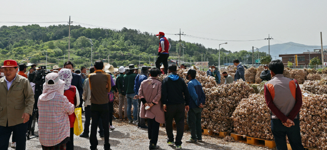 고흥마늘 산지 경매