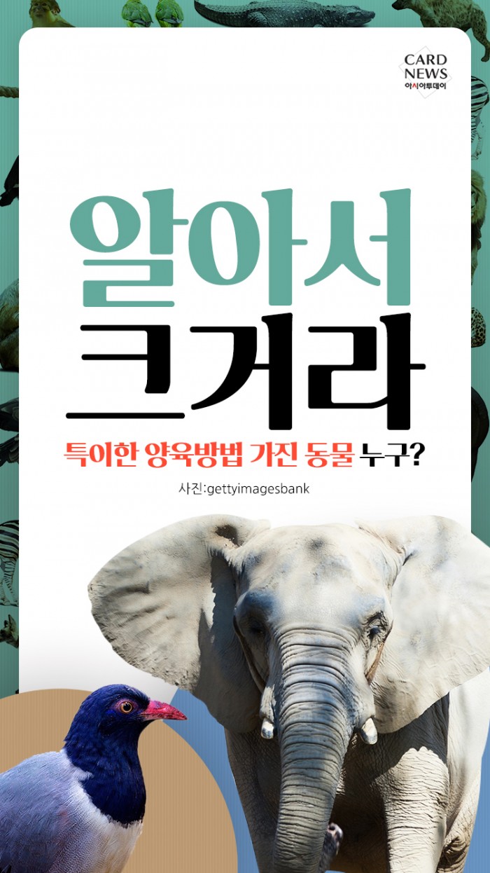 카드 뉴스 이미지