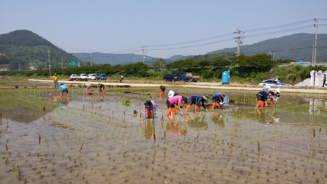 2019별량면 논아트 모내기