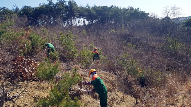 5-0609_안동시_공공산림_가꾸기_사업_시행_(1)