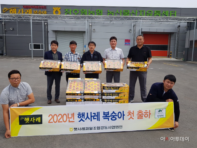 햇사레복숭아 첫출하