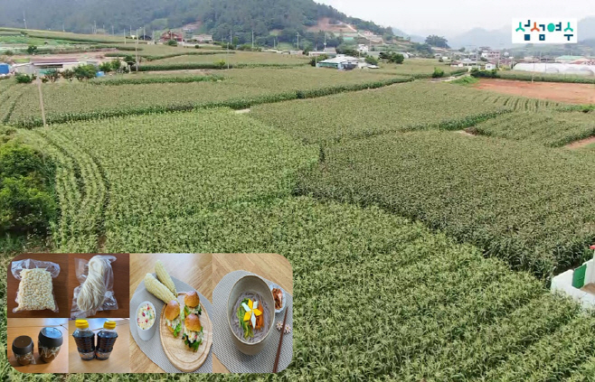 옥수수재배단지