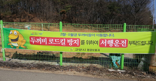 고양시가 산란기를 맞아 서식지로 이동 중인 두꺼비들이 로드킬