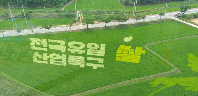 여주시 논그림 조성, 코로나19 속 작은 위로 되길