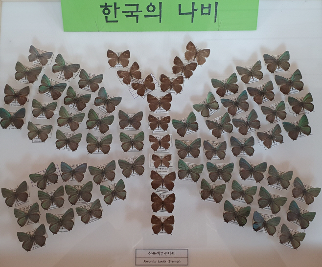 2. 한국의 나비(산녹색부전나비)