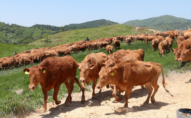 한우 연합자료