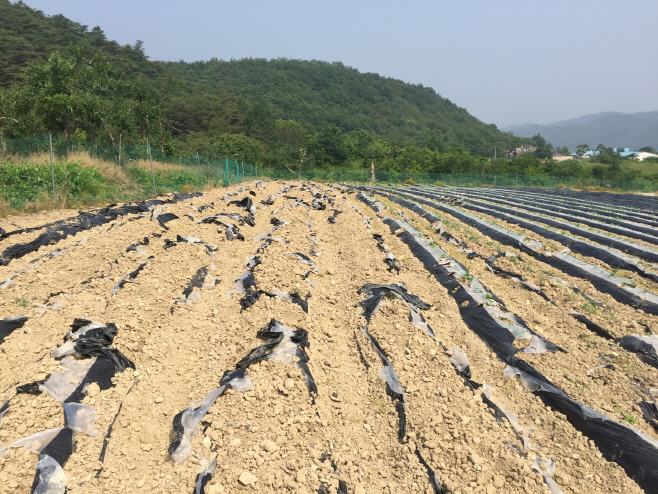 0820-4_안동시_멧돼지와의_총력전_펼친다.