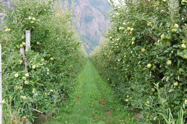 과원 사진1