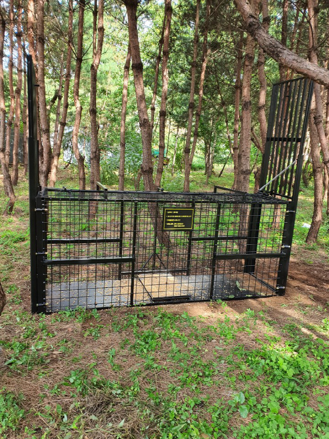 야생멧돼지 주요 길목 곳곳에 설치된 포획기구