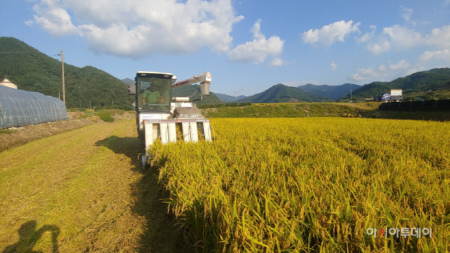 9-25%20진안군%20정부보급종해담쌀수확시작