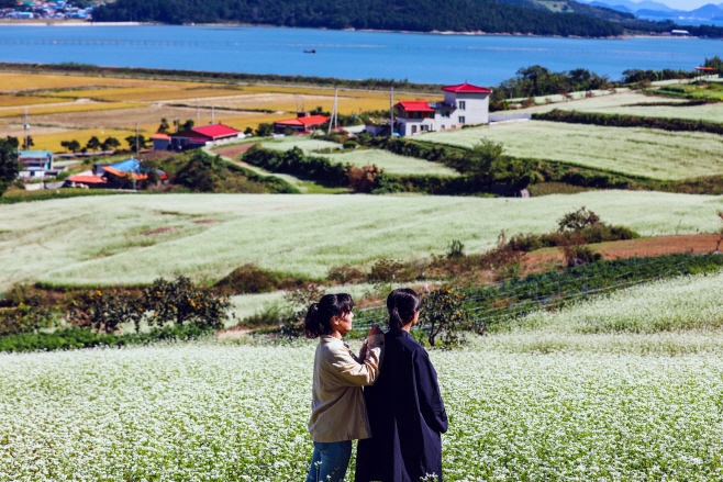 선학동마을 메밀꽃 (1)