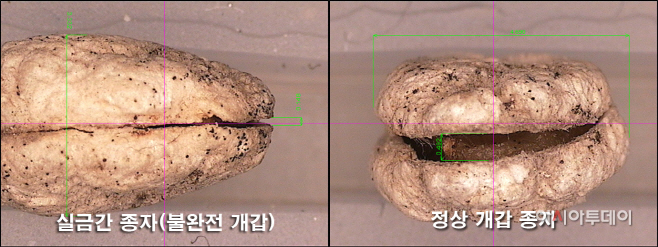 충남 충분한 개갑처리 후 인삼 파종 당부