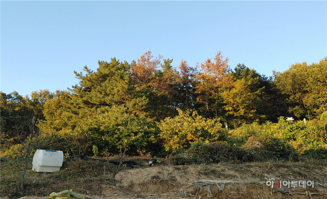 공주 소나무재선충병 발생…긴급 방제 추진