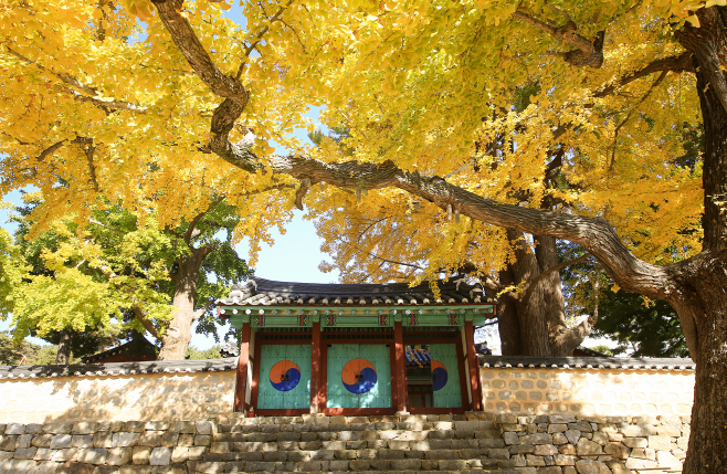 서산향교 운행나무가 늦가을 햇살을 받으며 찬란함을 연출