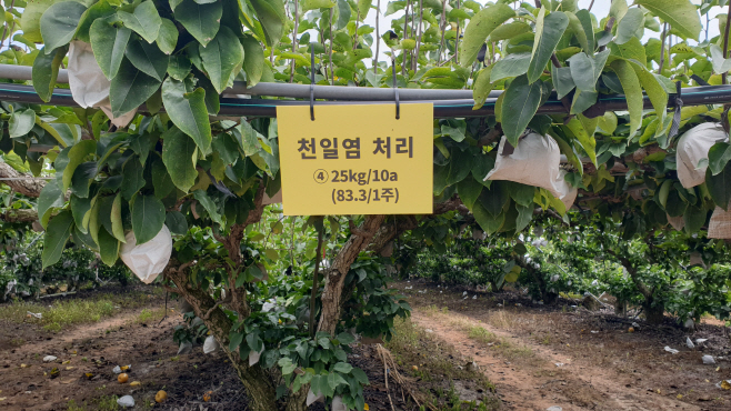 천일염 이용 과실재배