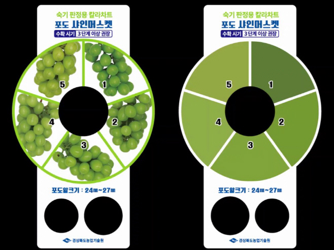 샤인머스켓 칼라차트 개발