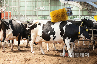 여주시, 전국최초! 젖소 유전체분석 시범사업 추진