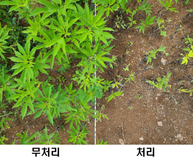 3. 천연 당류의 단풍잎돼지풀 생육 제어 효과