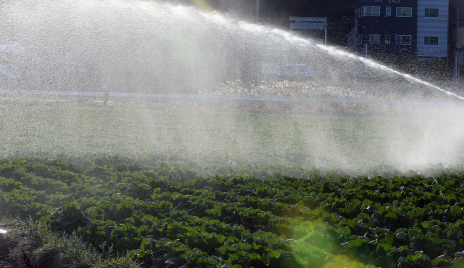 가뭄에 물이 필요한 김장 배추밭
