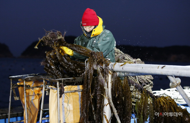 태안군, 미세먼지 잡는 ‘곰피’ 수확 한창