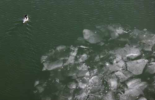 영상 기온에 녹아내린 한강 얼음