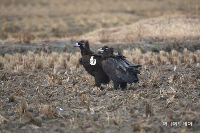 서산 천수만서 몽골에서 날아온 독수리 포착