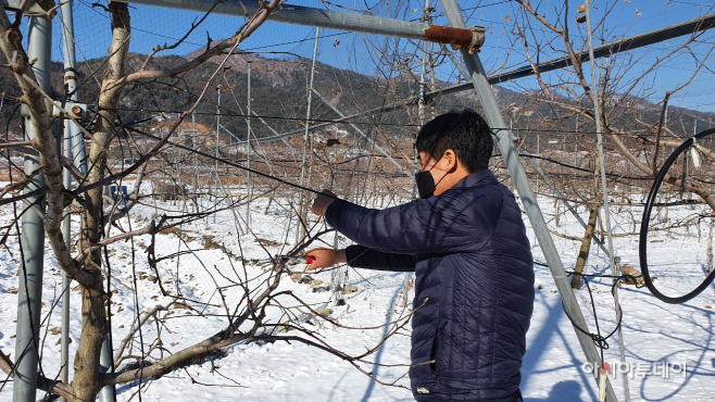 과수 동해 조사1