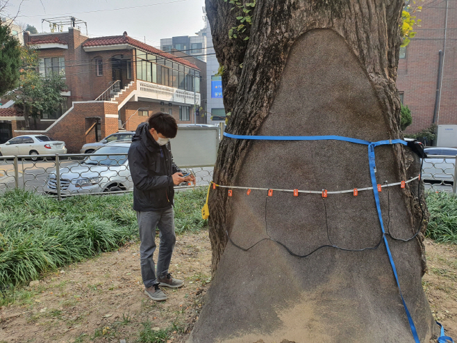 나무단층촬영기로 보호수·노송 공동(空洞) 정밀 점검