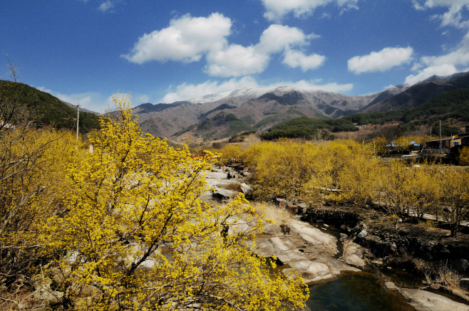 산동면 산수유꽃