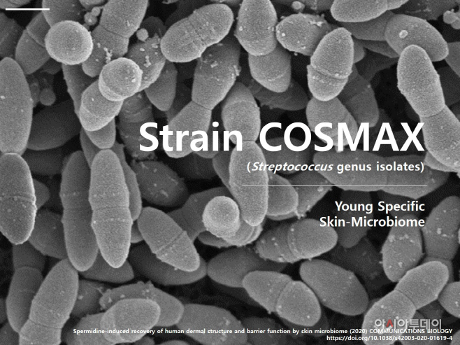 Strain COSMAX 현미경 사진