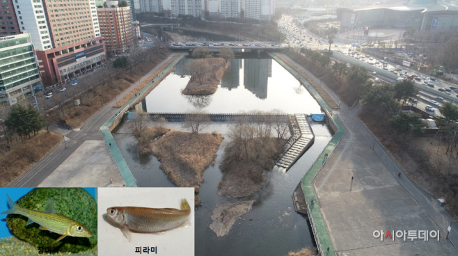 성남 탄천